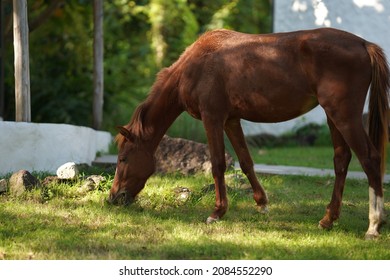 Beautiful And Charming Horse Is Eating Grass In The Garden Nearby House.