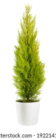 Beautiful chartreuse-coloured foliage of an evergreen Cupressus wilma goldcrest cypress in a flowerpot, side view isolated on white