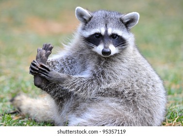 Beautiful Cheeky North American Raccoon, Yellowstone National Park, Idaho / Wyoming, United States. Masked Bandit Sneaky Mammal 