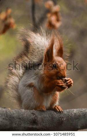 Similar – Image, Stock Photo Red Squirrel. Eating