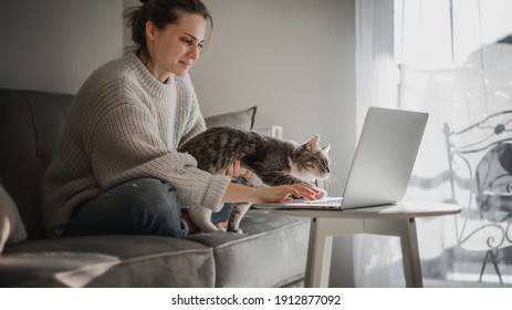 13,072 Cat education Stock Photos, Images & Photography | Shutterstock