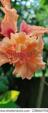beautiful chembarathi flower image(Hibiscus flower) 