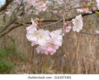 Beautiful Cherry Blossom At Branch Brook Park