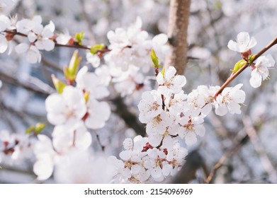 Beautiful cherry blossom branch closeup nature photography. Spring blooming white flowers macro image. Gentle photo in fine art style selective focus
