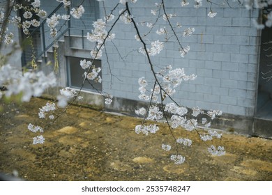 Beautiful cherry blossom branches with delicate white flowers in front of a textured brick wall, creating a serene spring atmosphere. - Powered by Shutterstock