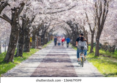 Beautiful cherry blossom in Busan,Korea.