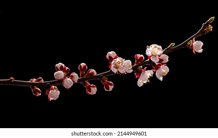 Beautiful Cherry blossom flower in blooming with branch isolated on white background