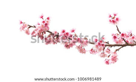 Beautiful Cherry blossom flower in blooming with branch isolated on white background for spring season