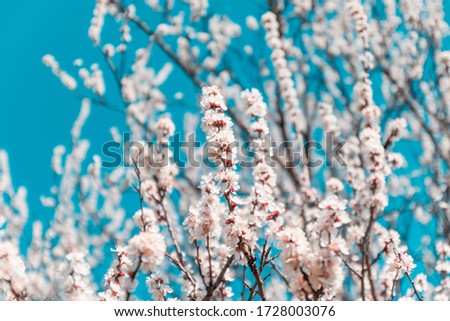 Beautiful cherry blossom on a background of blue sky. Spring concept