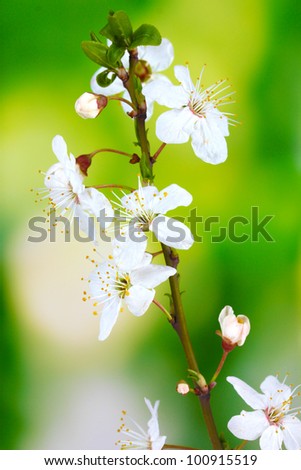 Image, Stock Photo Zero eight fifteen | typical spring picture