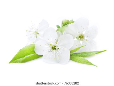 Beautiful Cherry Blossom Over White