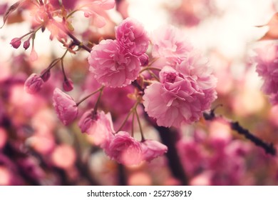 Beautiful Cherry blossom , pink sakura flower