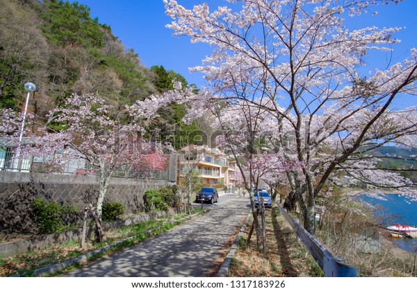 beautiful\
Cherry Blossom or pink Sakura flower tree in Spring Season at Lake\
kawaguchiko, Yamanashi, Japan. landmark and popular for tourist\
attractions; Yamanashi, Japan,9 April\
2018
