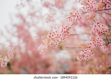 桜 の画像 写真素材 ベクター画像 Shutterstock