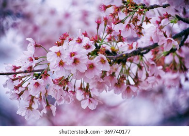 Beautiful Cherry Blossom Sakura Close Up