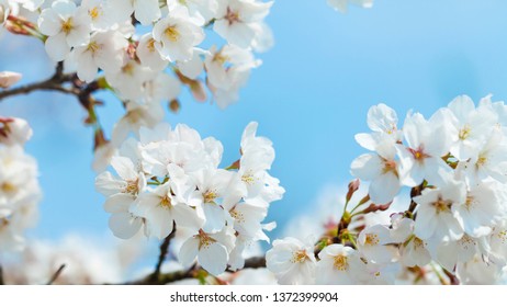 9,866 Cherry blossom grey background Images, Stock Photos & Vectors ...