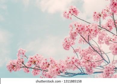 Beautiful Cherry Blossom Sakura Spring Time Stock Photo (Edit Now ...