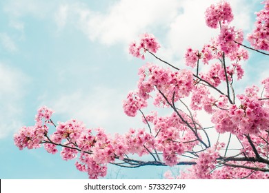 Beautiful cherry blossom sakura in spring time over blue sky. - Shutterstock ID 573329749
