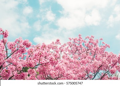 Beautiful Cherry Blossom Sakura In Spring Time Over Blue Sky.