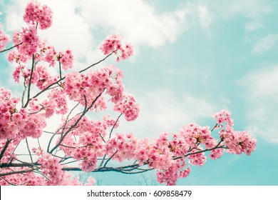 Beautiful Cherry Blossom Sakura In Spring Time Over Blue Sky.