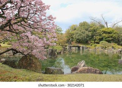 Beautiful Cherry Blossom Tree At A Garden