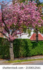 Beautiful Cherry Blossom Tree In Residential Area Of Hampstead Garden Subarb, London, UK