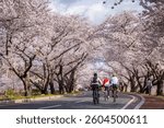 Beautiful cherry blossom tunnel and cherry trees on both sides of the road, Cyclists are cycling in the Cherry Blossom Festival in Gyeongju, South Korea.
