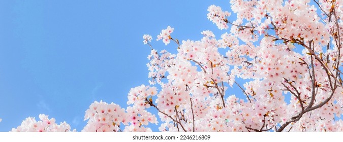 Beautiful cherry blossoms and blue sky. 
Japanese sakura garden. - Shutterstock ID 2246216809