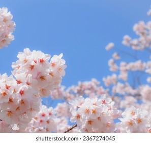 Beautiful cherry blossoms and blue sky. 
Japanese sakura garden. - Powered by Shutterstock