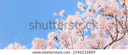 Beautiful cherry blossoms and blue sky. 
Japanese sakura garden.