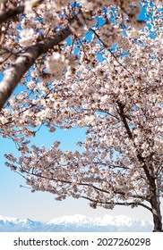 Beautiful Cherry Blossoms Capitol Hill