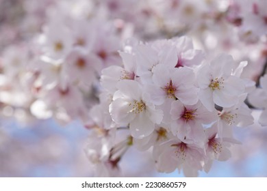 beautiful cherry blossoms in the garden - Shutterstock ID 2230860579