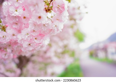 beautiful cherry blossoms in the garden - Shutterstock ID 2230860623