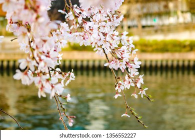 Beautiful cherry blossoms in Japan, sakura hanami