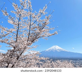 Beautiful cherry blossoms with Mount Fuji and blue sky.