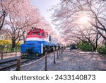 Beautiful cherry blossoms in the spring of South Korea at Jinhae, Gyeonghwa Railway Station