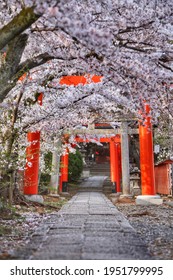 A beautiful cherry blossoms at Takenaka-inari Shrine.