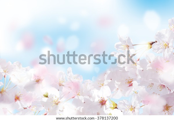 美しい桜の風景 の写真素材 今すぐ編集