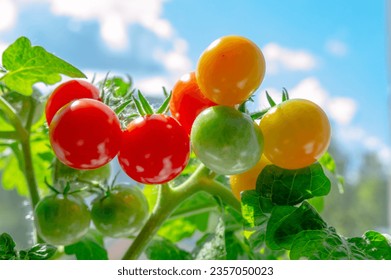 Beautiful cherry tomatoes on plant against sky