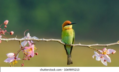 Beautiful Chestnut headed Bee-eater on the wood branch and spread wing in action with beautiful pink flower on blurry shallow background - Shutterstock ID 1069895213