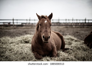 Beautiful chestnut horse laying in straw outside in winter, happy and calm quarter horse 