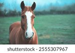 Beautiful chestnut horse in a serene green field, featuring its striking white blaze. Ideal for equestrian, rural, or nature-themed projects. High-quality stock photo for sale.