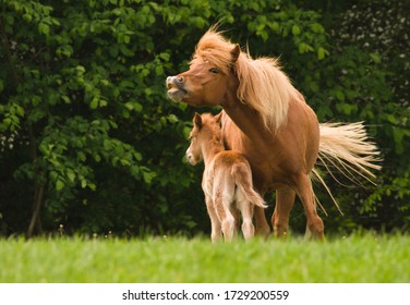 A beautiful chestnut stud, icelandic horse, protects her cute foal in the meadow near the forest