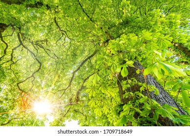 Beautiful chestnut tree with fresh green leaves as background in spring - Shutterstock ID 1709718649