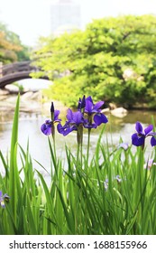 Beautiful Chicago Japanese Garden Photograpgy