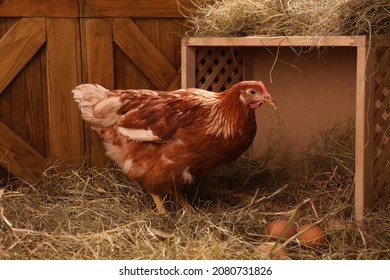 Beautiful Chicken Near Nesting Box With Eggs In Henhouse