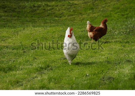 Beautiful chicken on green grass. Domestic animal