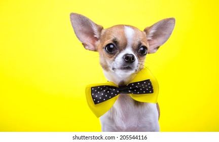 Beautiful chihuahua dog. Animal portrait. Stylish photo. Yellow background