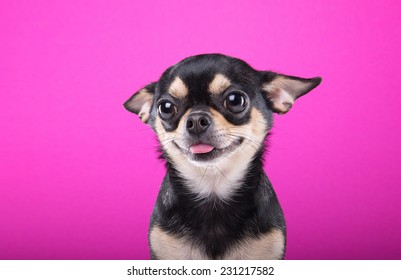 Beautiful chihuahua dog. Animal portrait. Stylish photo. Pink background - Shutterstock ID 231217582