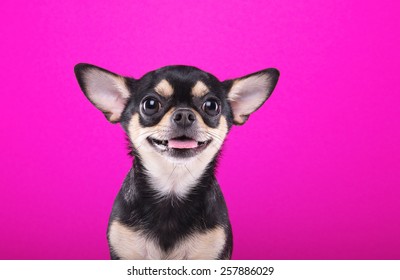 Beautiful chihuahua dog. Animal portrait. Stylish photo. Pink background. Collection of funny animals - Shutterstock ID 257886029